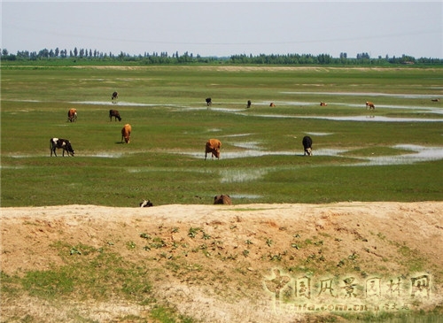 草原生態(tài)退化