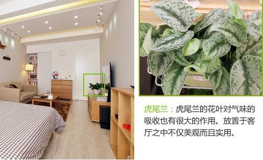 虎尾蘭
