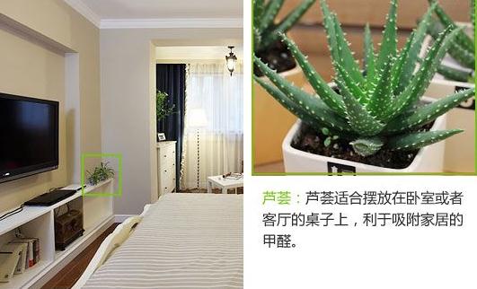 蘆薈