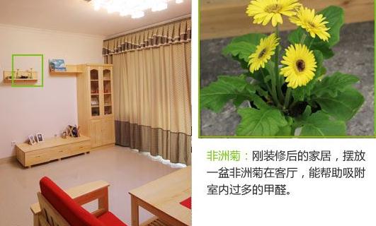 非洲菊