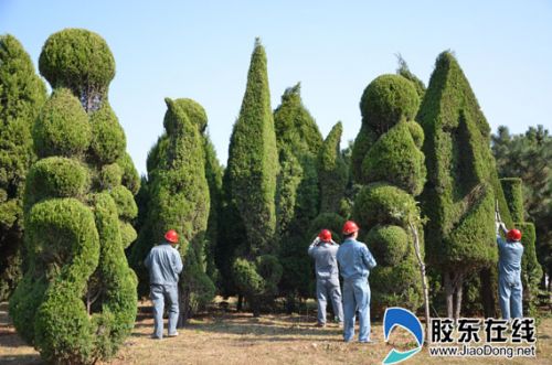 煙臺(tái)：打造文明宜居環(huán)境 500多個(gè)植物造型獨(dú)具美感