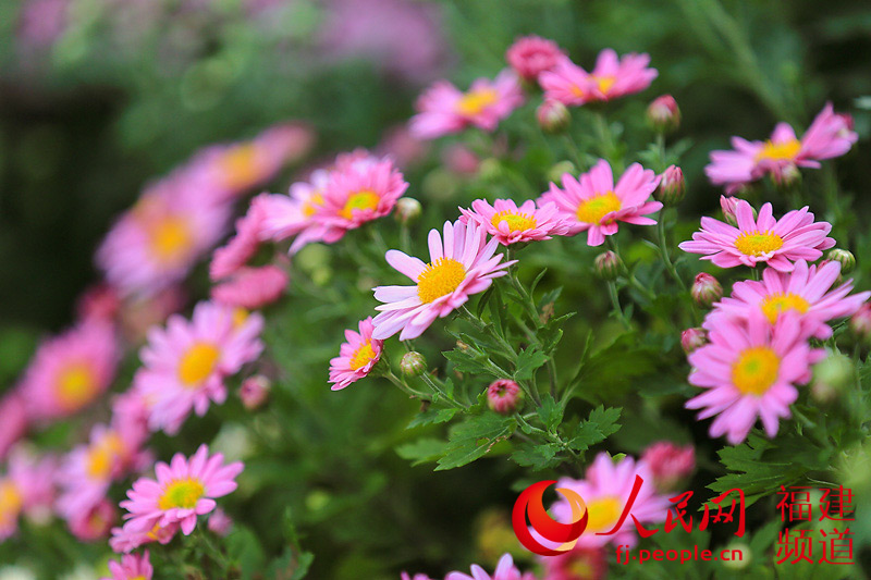 西湖公園菊展創(chuàng)歷屆規(guī)模之最 首次亮相大型造型藝菊