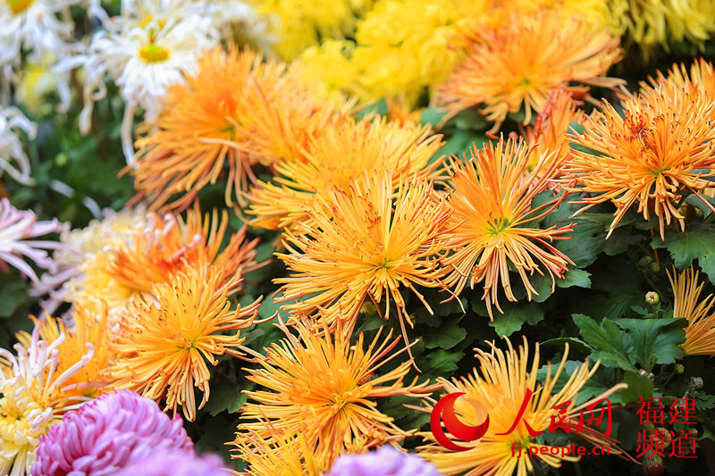 西湖公園菊展創(chuàng)歷屆規(guī)模之最 首次亮相大型造型藝菊
