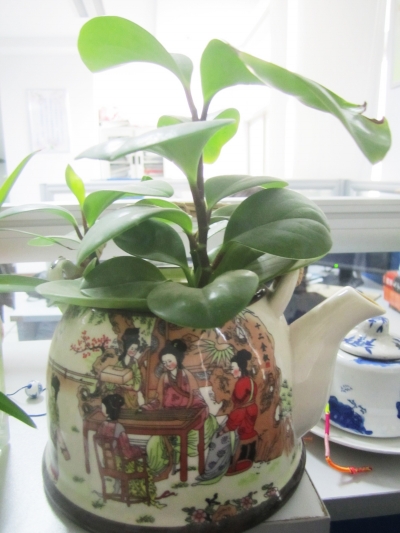 茶壺也可以養(yǎng)植物