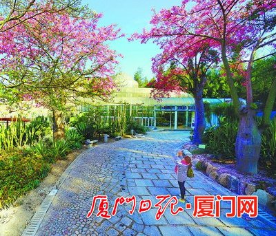 今年是美麗廈門戰略規劃實施元年，在市委市政府的高度重視下，按照市市政園林局的部署，廈門園林植物園正圍繞“青山碧海、紅花白鷺”大花園城市戰略，以植物引種馴化為核心，以植物專類園區建設為抓手，為鷺島的園林綠化發展、生態文明建設先行先試添磚加瓦。