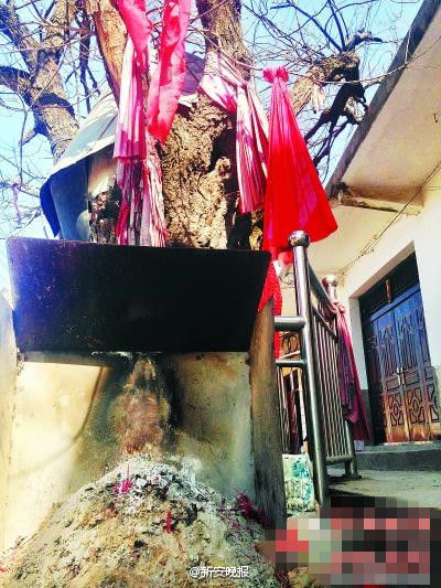 古樹 燒香祭拜 國(guó)槐