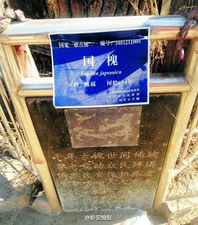 古樹 燒香祭拜 國(guó)槐