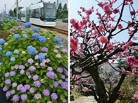 日本新干線沿途的美麗花海（組圖）