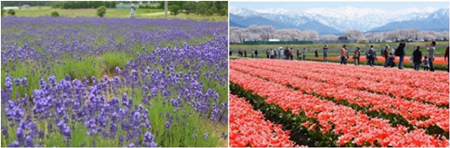 日本新干線沿途的美麗花海（組圖）