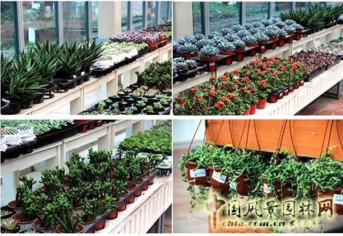 畫境·青山湖花園中心一大波綠植火熱上市