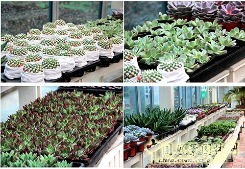畫境·青山湖花園中心一大波綠植火熱上市