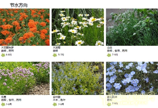 郭建梅：節(jié)水園林——蒙草遇上節(jié)水的時代