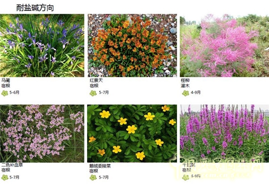 郭建梅：節(jié)水園林——蒙草遇上節(jié)水的時代