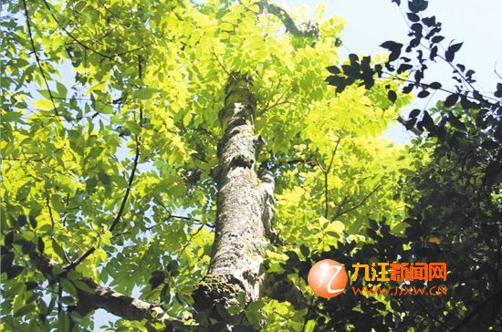 武寧發現國家一級保護野生植物——伯樂樹