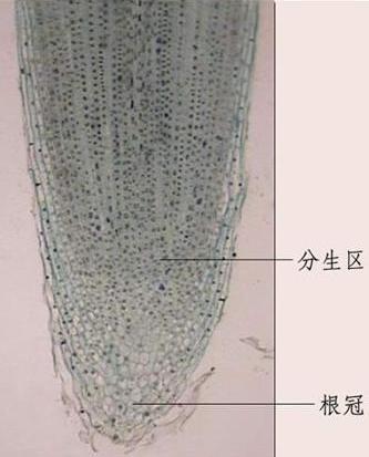 英國科學(xué)家發(fā)現(xiàn)已知最古老植物根尖干細(xì)胞群