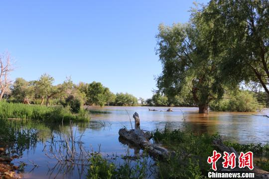 新疆阿勒泰濕地河谷風光秀美 野生動植物頻現