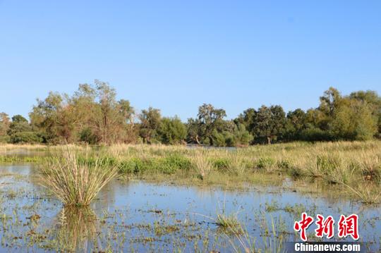 新疆阿勒泰濕地河谷風光秀美 野生動植物頻現