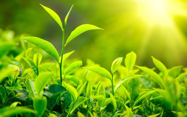 瑞士最新裝置可以傾聽植物的“竊竊私語”