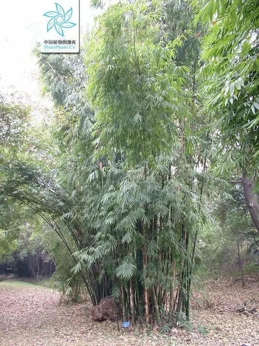 26種竹類植物整理（上）