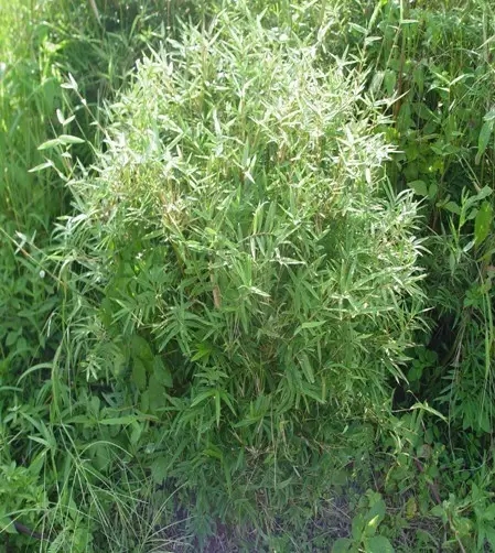 26種竹類植物整理（上）