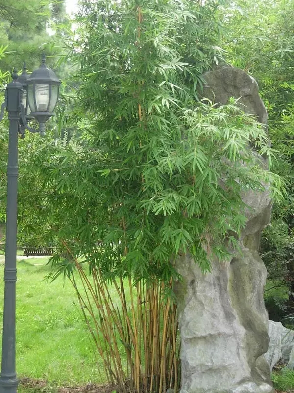 26種竹類植物整理（上）