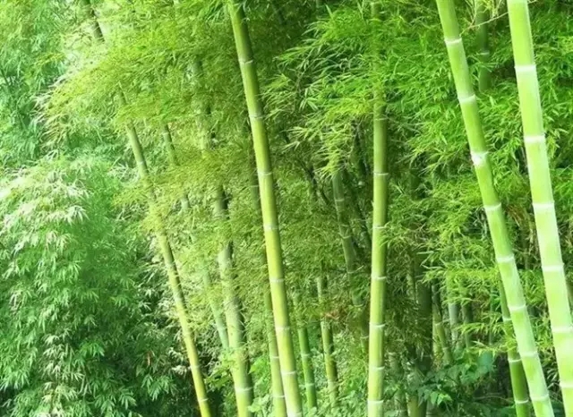 26種竹類(lèi)植物整理（上）