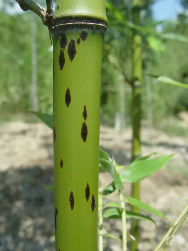 26種竹類植物整理（上）