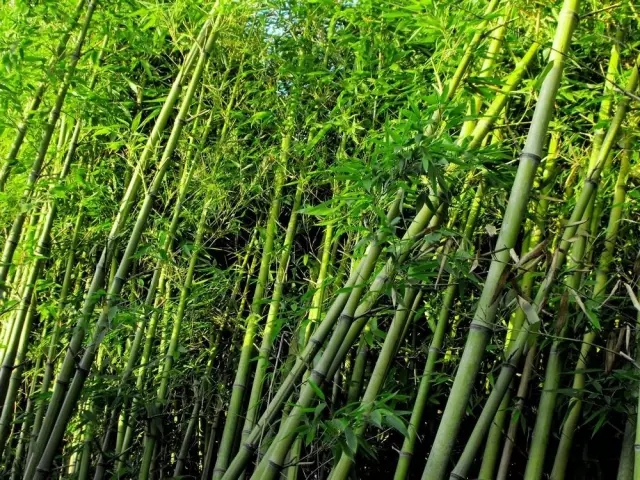 26種竹類植物整理（上）