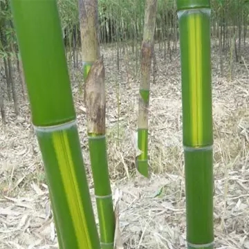 26種竹類植物整理（上）