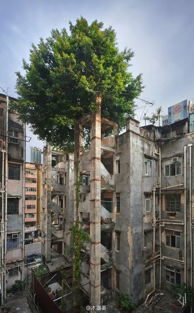 生命的韌性——古舊建筑上頑強生長的樹木