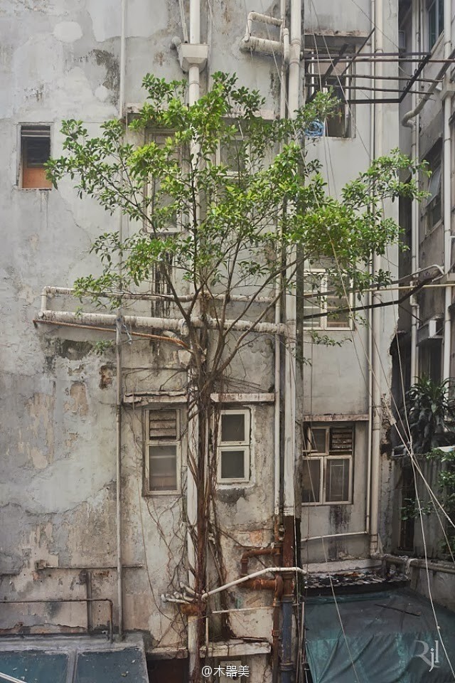 生命的韌性——古舊建筑上頑強生長的樹木
