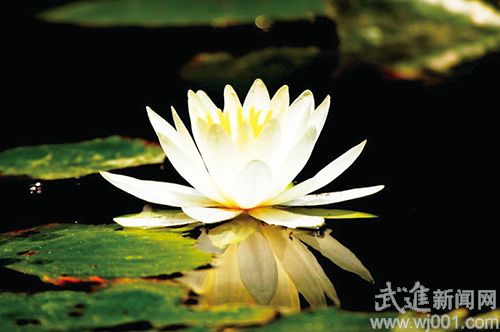 夏季睡蓮如何養(yǎng)護