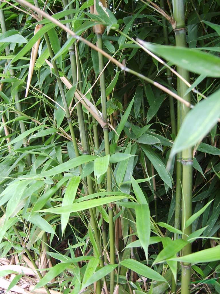 26種竹類植物整理（下）