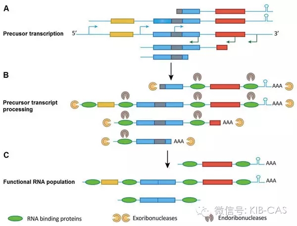 高立志研究組發(fā)現(xiàn)植物葉綠體基因組可以全部轉錄的新機制