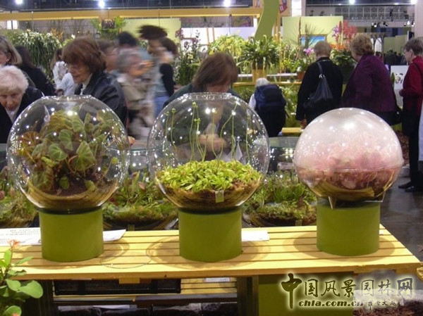 走近美國費(fèi)城花展