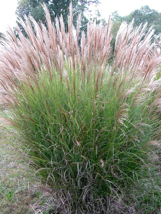 芒屬植物簡介