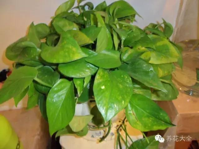 家庭養花：適合衛生間種植的7種植物