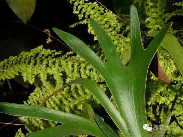 家庭養花：適合衛生間種植的7種植物