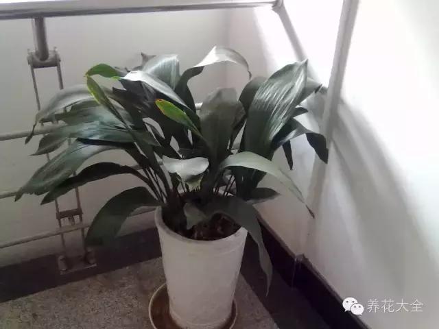 家庭養花：適合衛生間種植的7種植物