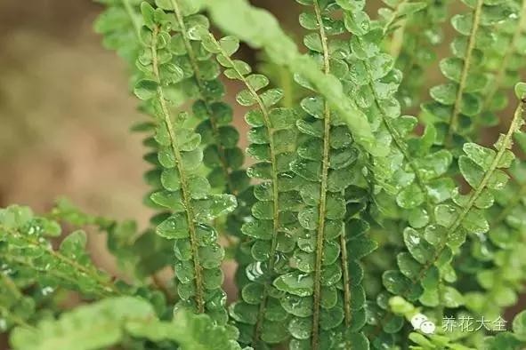 家庭養花：適合衛生間種植的7種植物