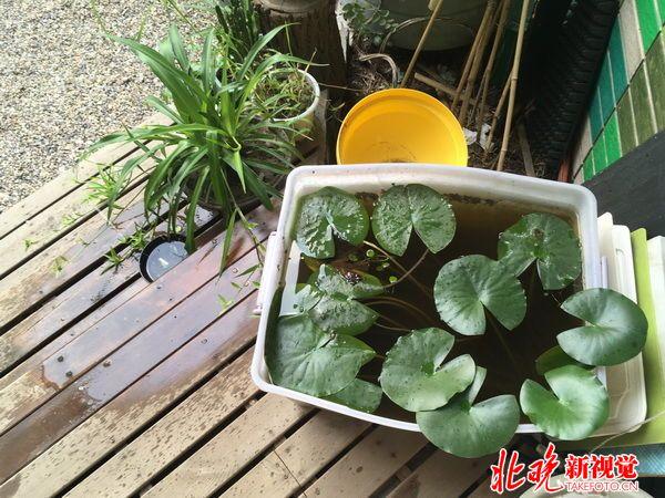 百萬(wàn)雨水花園避免“城市看?！? 40㎡民居生態(tài)改造見成效