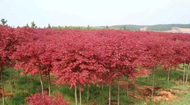 花卉苗木產業怎樣與旅游業融合發展？