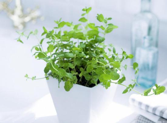 日常簡單的植物養(yǎng)護知識