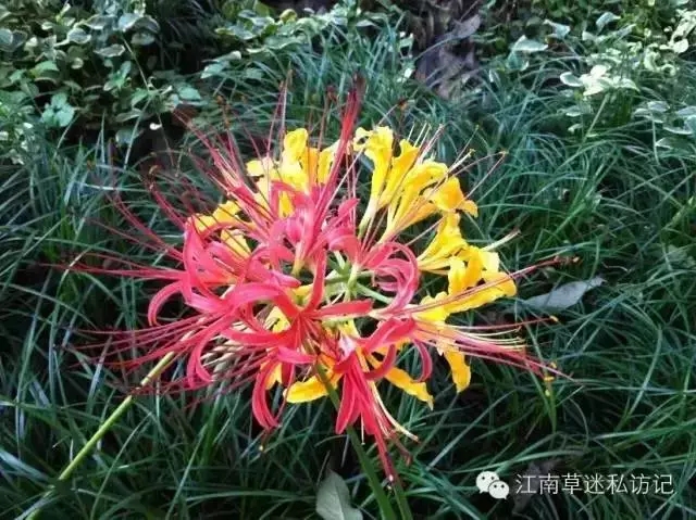 石蒜花鑒賞