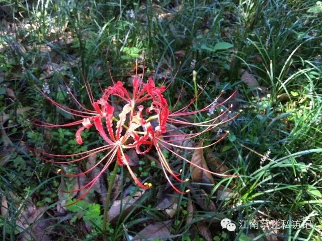 石蒜花鑒賞