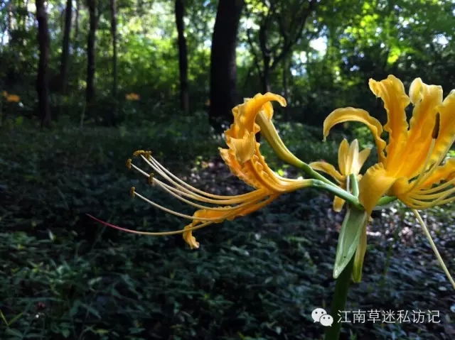 石蒜花鑒賞