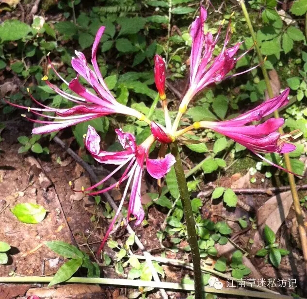 石蒜花鑒賞