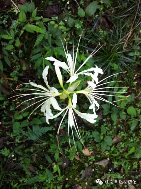 石蒜花鑒賞