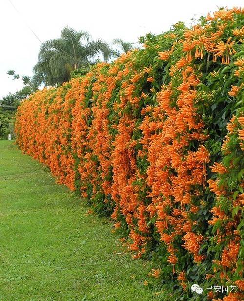 炮仗花植物鑒賞