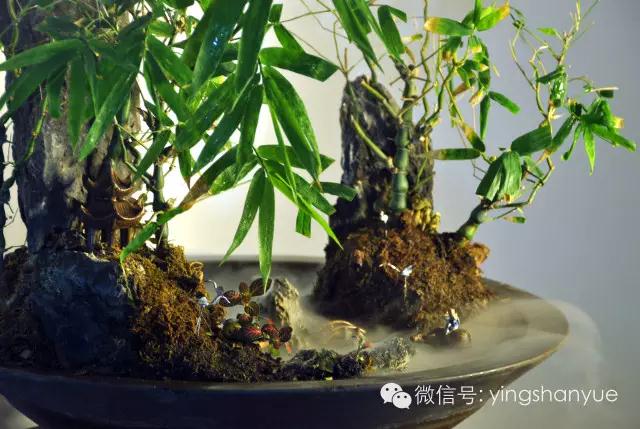 墨爻盆景作品：家鄉美景——《漢上夢溪》